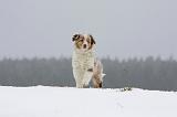 BERGER AUSTRALIEN PUPPIES 496